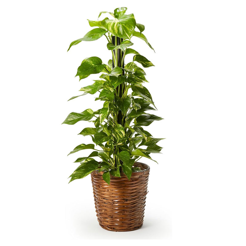 ポトス（7インチ鉢、バスケット/蓋付き） - 大型植物